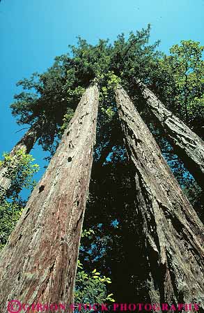 Stock Photo #13745: keywords -  achievement achieves achieving branches california cluster clusters conifer coniferous deciduous evergreen fir forest forests group groups grow growing grown growth healthy high plant plants sibling sky skyward success tall together tree trees up upward upwards vert view