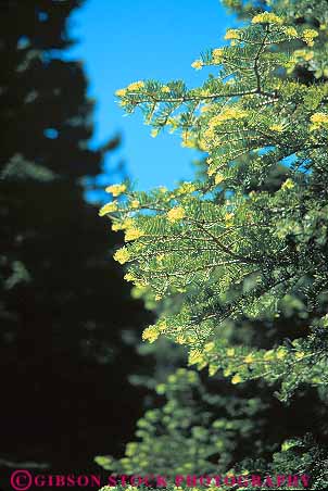 Stock Photo #13746: keywords -  branch branches conifer coniferous deciduous evergreen fir forest forests green growing growth new plant plants tip tips tree trees vert
