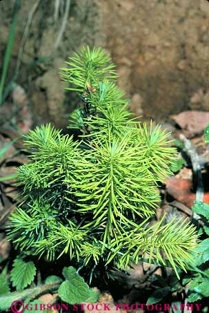 Stock Photo #13747: keywords - branches california conifer coniferous deciduous douglas evergreen fir forest forests green grow growing growth new plant plants sapling tree trees vert yearling young