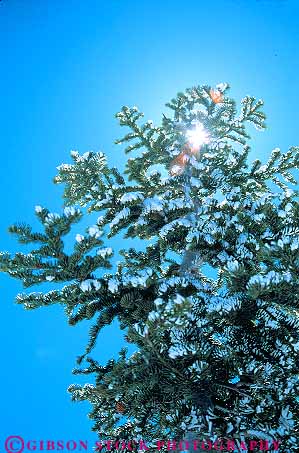 Stock Photo #13748: keywords -  and branch branches california chilly cold conifer coniferous deciduous evergreen fir forest forests freeze freezing frozen plant plants season sky snow sun sunny sunshine tree trees vert winter with