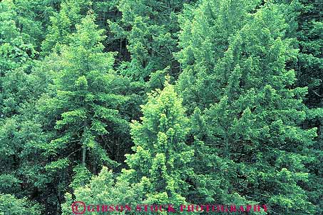 Stock Photo #13749: keywords - branch branches california conifer coniferous deciduous dense evergreen fir forest forests green growing growth healthy horz lush plant plants tree trees verdant