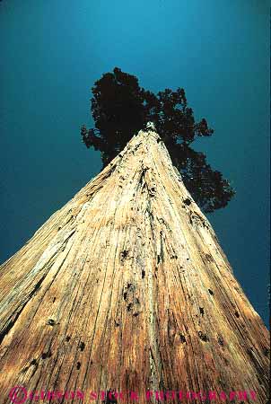 Stock Photo #13750: keywords - bark branches california cedar conifer coniferous deciduous evergreen forest forests graphic grow growing growth high incense plant plants skyward skywards tall tapper tappers tree trees up upward upwards vert view