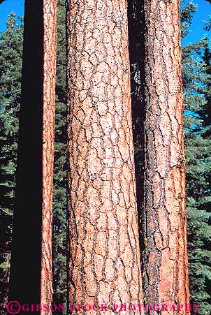 Stock Photo #13753: keywords - bark branches california cluster clusters conifer coniferous deciduous evergreen forest forests group groups healthy jeffery linear nature parallel pattern patterns pine plant plants straight tall texture textures together tree trees vert