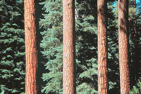 Stock Photo #13754: keywords - bark branches california cluster clusters conifer coniferous deciduous evergreen forest forests four group groups healthy horz jeffery linear nature parallel pattern patterns pine plant plants straight tall together tree trees