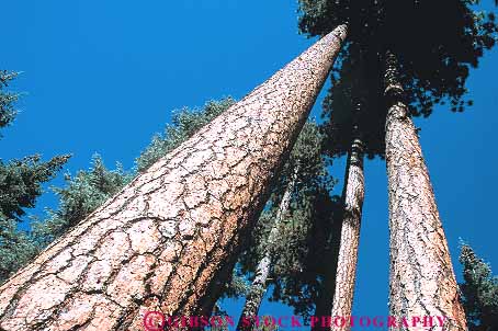Stock Photo #13755: keywords - abstract abstraction abstracts angle angles bark branches california cluster clusters conifer coniferous deciduous evergreen forest forests graphic group groups healthy horz jeffery lean leaning leans linear nature parallel pattern patterns pine plant plants skyward skywards straight tall tapper tappers texture textures together tree trees up upward upwards view views