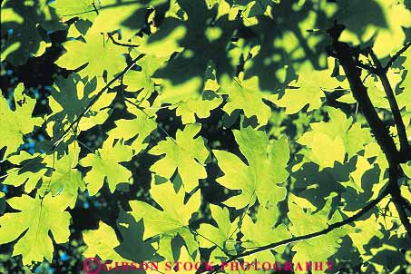 Stock Photo #13756: keywords - big branch branches california deciduous forest forests green healthy horz leaf leaves maple nature photosynthesis plant plants sun sunny sunshine translucence translucent tree trees