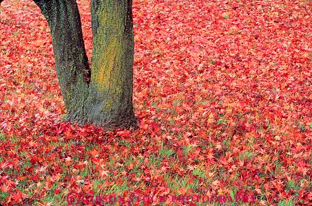 Stock Photo #13757: keywords - array autumn branch branches color countless deciduous fall foliage healthy horz lawn leaf leaves lots many maple multitude nature numerous plant plants red tree trees