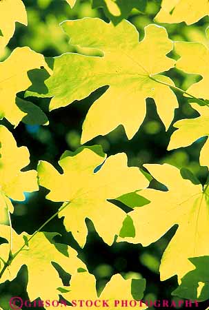 Stock Photo #13759: keywords -  branch branches bright color colorful deciduous forest forests geometric geometrical geometry green healthy identical leaf leaves maple nature pattern photosynthesis plant plants repeat repeating repeats repetition same sameness similar similars sun sunny sunshine translucence translucent tree trees vert