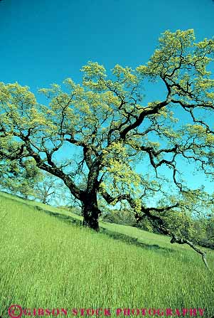 Stock Photo #13761: keywords - branch branches branching california deciduous forest forests grass green grow growing growth healthy hill hills leaf leaves nature oak photosynthesis plant plants season spring sun sunny sunshine tree trees valley vert