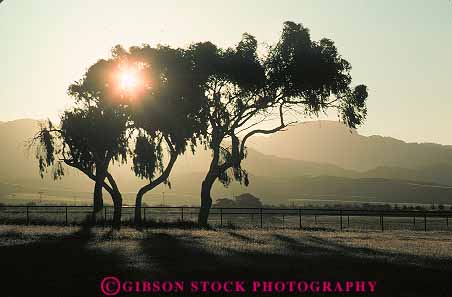 Stock Photo #13762: keywords - branch branches california dawn deciduous healthy horz leaves morning nature oak plant plants silhouette silhouettes sun sunny sunshine tree trees