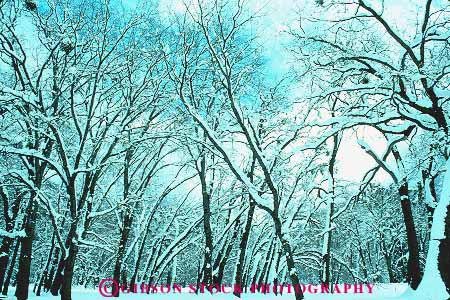 Stock Photo #13763: keywords -  black branch branches branching california cold deciduous forest forests freeze freezing frozen horz landscape national nature oak park parks pattern patterns plant plants public scenery scenic season snow tree trees winter yosemite