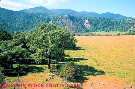 Stock Photo #13764: keywords -  branch branches california carmel deciduous forest forests green hill hills horz in landscape nature oak pasture plant plants range rangeland scenery scenic sun sunny sunshine tree trees valley