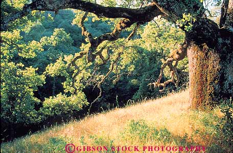 Stock Photo #13765: keywords -  and branch branches branching california deciduous forest forests grass horz leaf leaves nature oak plant plants sun sunny sunshine translucence translucent tree trees