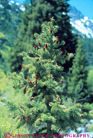 Stock Photo #13767: keywords -  branch branches branching colorado cone cones conifer coniferous develop developed developes developing fir forest forests green grow growing growth healthy immature mountain nature needle needles photosynthesis plant plants region rocky state sun sunny sunshine translucence translucent tree trees vert young