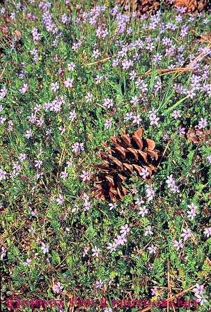 Stock Photo #13768: keywords - cone cones conifer coniferous ground in nature pine plant plants tree trees vert wildflower wildflowers