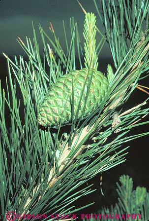 Stock Photo #13769: keywords -  branch branches cone cones conifer coniferous develop developed developing development develops green grow growing grows growth healthy nature needle needles photosynthesis pine plant plants tree trees vert