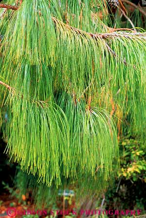 Stock Photo #13770: keywords - array arrays branch branches branching conifer coniferous countless green hang hanging hangs healthy linear long lots many nature needle needles numerous parallel pattern patterns photosynthesis pine plant plants tree trees vert