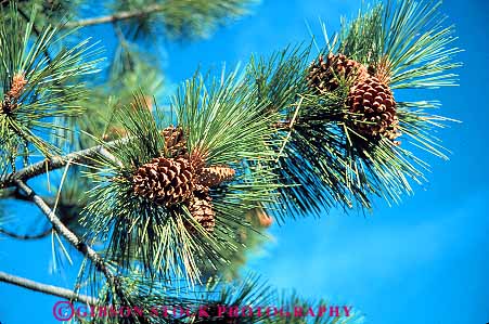 Stock Photo #13771: keywords -  branch branches branching cone cones conifer coniferous green horz nature needle needles open opened opening opens pine plant plants sun sunny sunshine tree trees