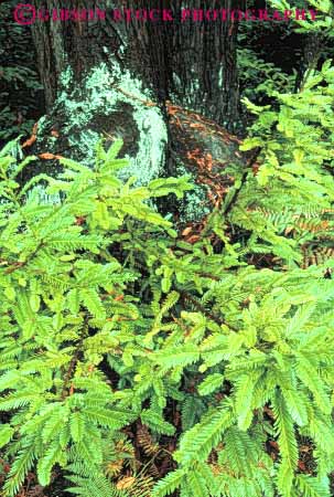 Stock Photo #6903: keywords - asexual bark budding california conifer coniferous conifers develop developed developing development environment forest forests green grow growing grown growth national nature park redwood redwoods reproduce reproduction shoots sprout sprouting sprouts timber tree trees vert