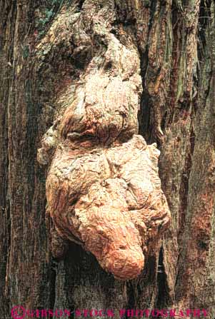 Stock Photo #6905: keywords -  bark bizarre burl california conifer coniferous conifers different environment forest forests national nature park redwood redwoods timber tree unusual vert weird