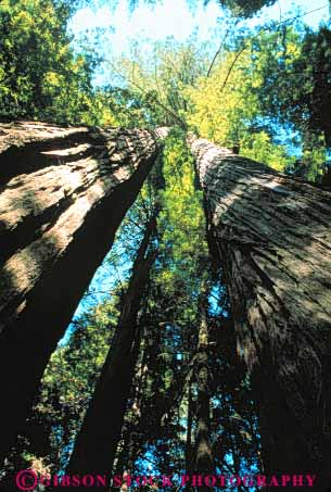 Stock Photo #6906: keywords -  achieve achieved achievement achieves achieving ascend ascending ascent bark big biggest california conifer coniferous conifers environment forest forests high highest jedediah national nature park reach reaching redwood redwoods share smith state succeed success successful tall tallest team teamwork timber together tree trees up upward vert view