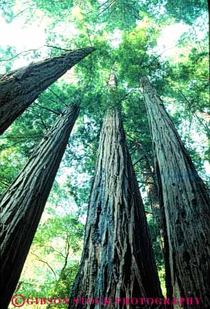Stock Photo #6907: keywords - achieve achieved achievement achieves achieving ascend ascending ascent bark big biggest california conifer coniferous conifers environment forest forests high highest monument muir national nature reach reaching redwood redwoods share succeed success successful tall tallest team teamwork timber together tree trees up upward vert view woods