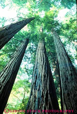 Stock Photo #6907: keywords -  achieve achieved achievement achieves achieving ascend ascending ascent bark big biggest california conifer coniferous conifers environment forest forests high highest monument muir national nature reach reaching redwood redwoods share succeed success successful tall tallest team teamwork timber together tree trees up upward vert view woods