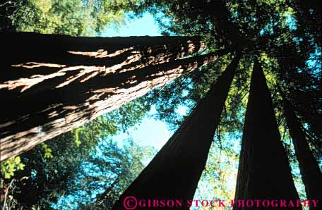 Stock Photo #6908: keywords -  achieve achieved achievement achieves achieving ascend ascending ascent bark big biggest california conifer coniferous conifers environment forest forests high highest horz monument muir national nature reach reaching redwood redwoods share succeed success successful tall tallest team teamwork timber together tree trees up upward view woods