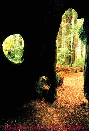 Stock Photo #6910: keywords -  bark bizarre burned california conifer coniferous conifers different door environment forest forests inside national nature out park redwood redwoods room strange timber tree unusual vert view weird window