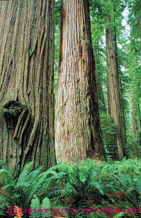 Stock Photo #6912: keywords -  bark california conifer coniferous conifers environment fern ferns floor forest forests jedediah lush national nature park redwood redwoods smith state sword timber tree trees vert