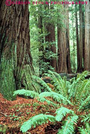 Stock Photo #6913: keywords -  bark california conifer coniferous conifers different environment fern ferns floor forest forests lush mix mixed mixture monument muir national nature of plant plants redwood redwoods sword timber tree trees type types variety various vary varying varys vert woods