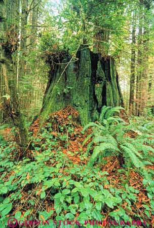 Stock Photo #6914: keywords -  bark california conifer coniferous conifers environment fern forest forests huckleberry national nature park redwood redwoods stump sword timber tree vert