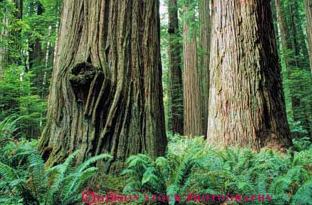 Stock Photo #6915: keywords -  bark california conifer coniferous conifers environment fern ferns floor forest forests horz jedediah lush national nature park redwood redwoods smith state sword timber tree trees