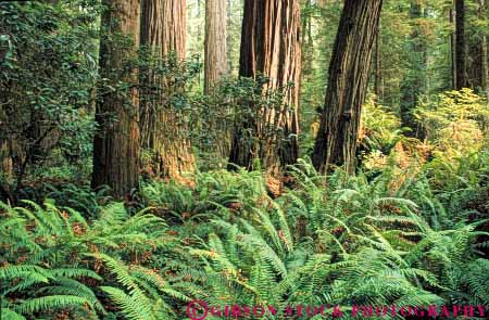 Stock Photo #6916: keywords -  bark california conifer coniferous conifers environment fern ferns floor forest forests horz jedediah lush national nature park redwood redwoods smith state sword timber tree trees