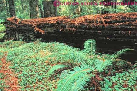 Stock Photo #6917: keywords - bark california conifer coniferous conifers environment fallen fern ferns floor forest forests horz jedediah lush national nature park redwood redwoods smith state sword timber tree