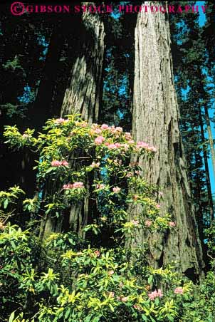 Stock Photo #6918: keywords -  and bark california conifer coniferous conifers del environment flower flowering flowers forest forests lush national nature norte park redwood redwoods rhododendron spring state timber tree trees vert