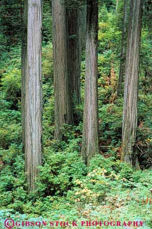 Stock Photo #6919: keywords - bark california conifer coniferous conifers develop developing development environment forest forests jedediah lush national nature park redwood redwoods smith state timber tree trees vert young