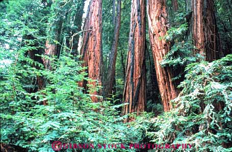 Stock Photo #6920: keywords -  bark california cluster conifer coniferous conifers environment forest forests horz lush monument muir national nature redwood redwoods timber tree trees woods