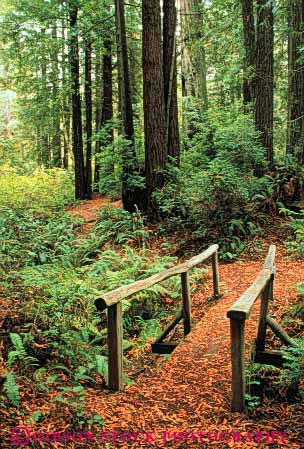 Stock Photo #6921: keywords -  bark bridge bridges california conifer coniferous conifers country cute environment flavor footbridge forest forests in lush national nature park path quaint redwood redwoods romantic rural rustic timber trail tree trees trinidad vert wooden