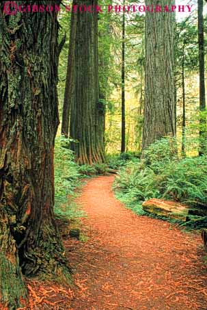 Stock Photo #6922: keywords - bark california conifer coniferous conifers creek environment forest forests lush national nature park path prairie redwood redwoods route state through timber trail tree trees vert