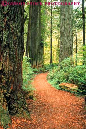 Stock Photo #6922: keywords -  bark california conifer coniferous conifers creek environment forest forests lush national nature park path prairie redwood redwoods route state through timber trail tree trees vert