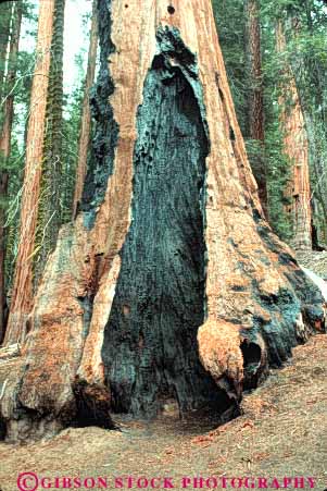 Stock Photo #6923: keywords -  bark burn burned burnt california conifer coniferous conifers damage environment fire forest forests giant injured injury national nature park redwood redwoods scar sequoia sequoias sierra timber tree trees vert