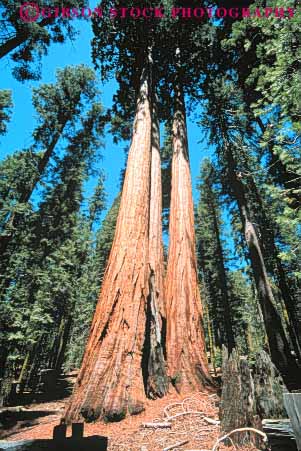 Stock Photo #6924: keywords -  bark big bunch california cluster conifer coniferous conifers environment forest forests giant group national nature park redwood redwoods sequoia sequoias sierra tall three timber tree trees vert