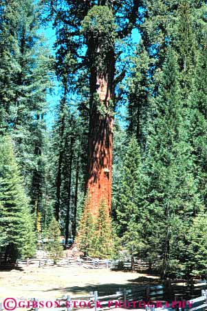 Stock Photo #6925: keywords -  bark big california conifer coniferous conifers environment forest forests general giant national nature park redwood redwoods sequoia sequoias sherman sierra tall timber tree vert