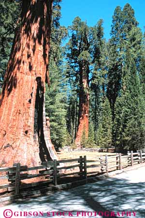 Stock Photo #6926: keywords -  bark big bunch california cluster conifer coniferous conifers environment forest forests giant group national nature park redwood redwoods sequoia sequoias sierra tall three timber tree trees vert