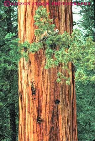 Stock Photo #6927: keywords -  bark big bunch california cluster conifer coniferous conifers environment forest forests giant group national nature park redwood redwoods sequoia sequoias sierra straight strong sturdy tall three timber tower towering tree trunk vert