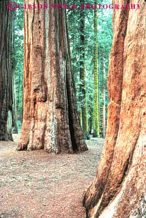 Stock Photo #6928: keywords -  bark big bunch california cluster conifer coniferous conifers environment floor forest forests giant group national nature park redwood redwoods sequoia sequoias sierra tall three timber tree trees vert