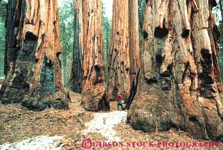Stock Photo #6929: keywords -  bark big bunch california cluster conifer coniferous conifers environment forest forests giant group hike hiker horz in man national nature park person redwood redwoods scale sequoia sequoias sierra tall three timber tree trees walk walker