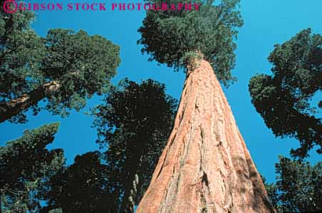 Stock Photo #6930: keywords -  achieve achieved achievement achieving bark big california conifer coniferous conifers environment forest forests giant grow growing grown growth horz national nature one park reach redwood redwoods sequoia sequoias sierra straight succeed success successful tall timber tree up upward view