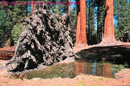 Stock Photo #6931: keywords -  bark big california conifer coniferous conifers environment fallen forest forests giant horz national nature park redwood redwoods root sequoia sequoias sierra tall timber tree wad